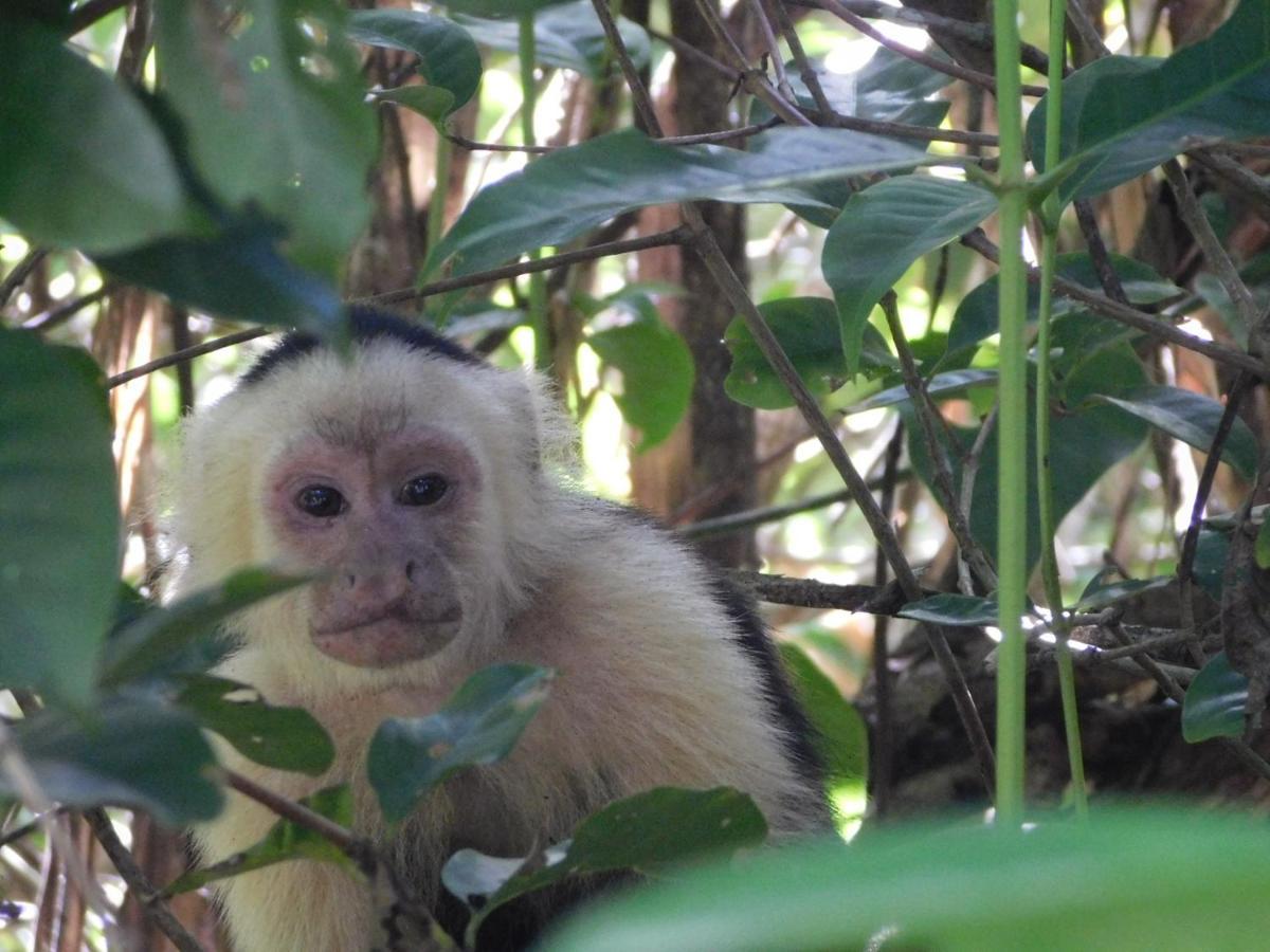 Guayabo Lodge Santa Cruz  Eksteriør bilde