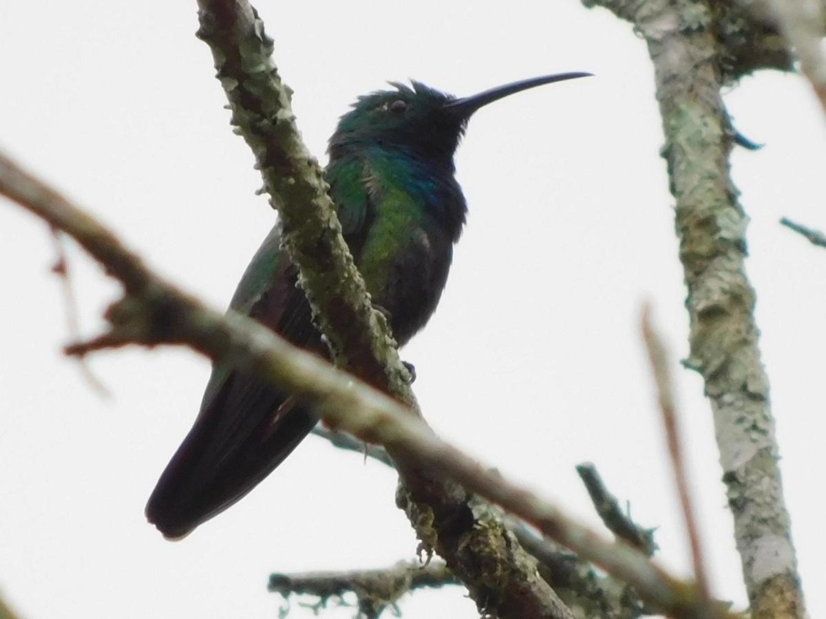 Guayabo Lodge Santa Cruz  Eksteriør bilde